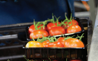 Diamond Ring Leader™ XLO O-Ring Chain Used In Produce Packaging